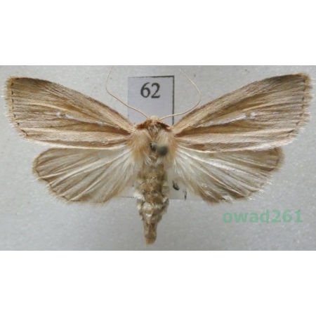 Archanara dissoluta (Treitschke, 1825) Czech62